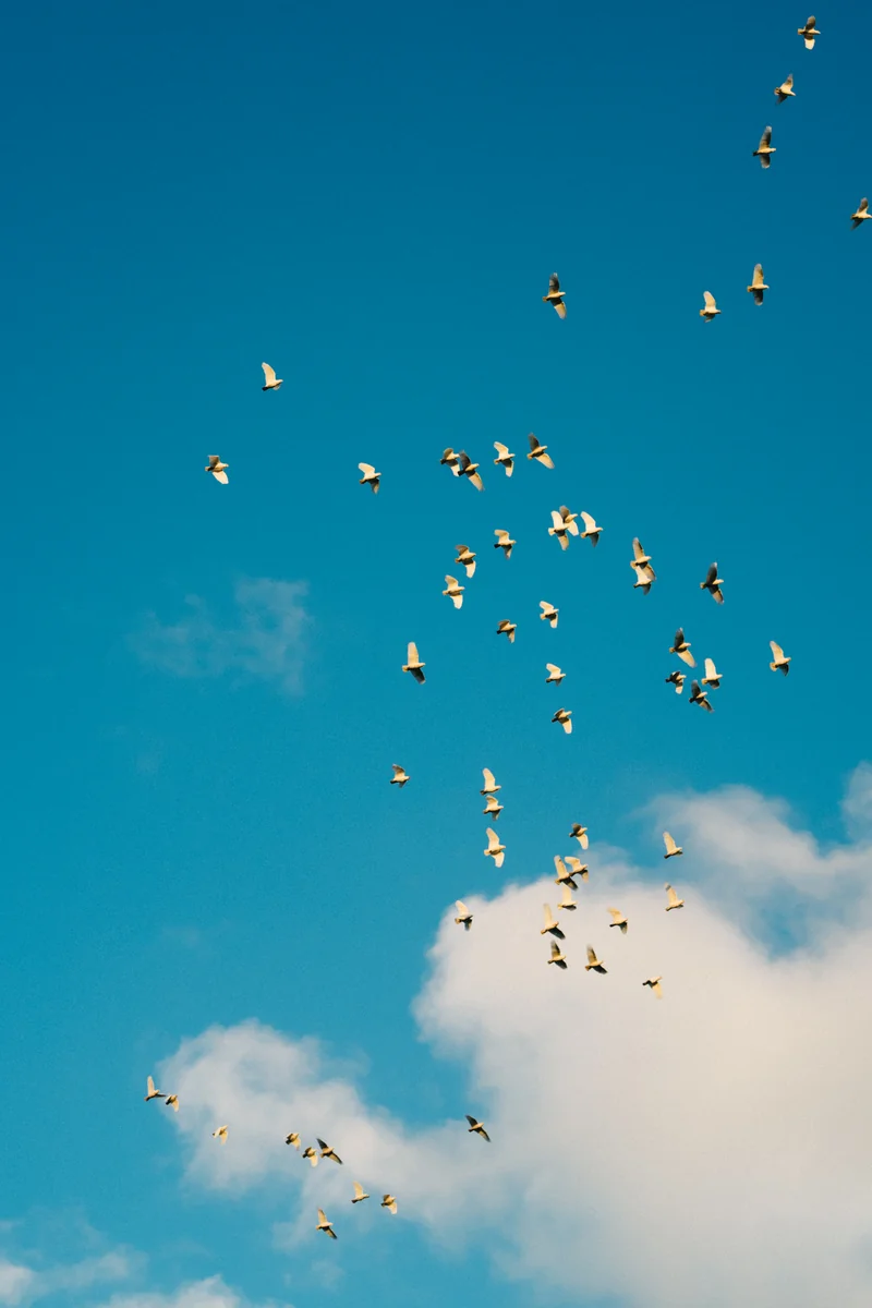A flock of white birds scattered across a blue sky